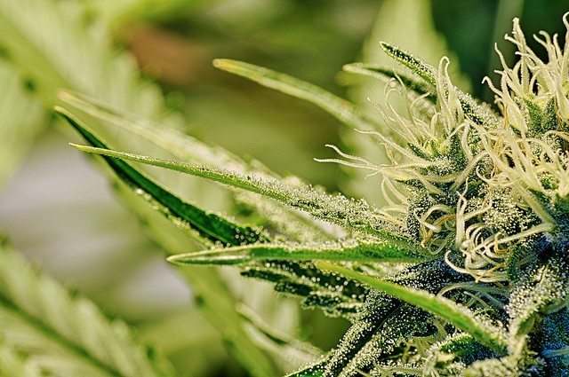 Israel’s New Marijuana Bill: The Most Criminalizing Decriminalization Ever