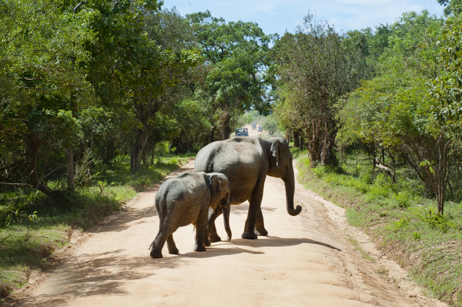 Safarisource: The Airbnb for Safaris cuts out the middle-man