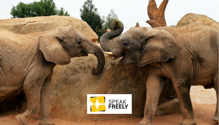 Legalise the Ivory Trade – Saving Africa’s Icons
