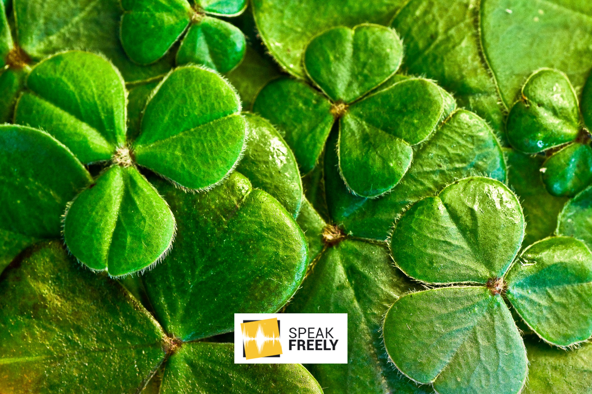 The Irish Language needs Preserving – Let’s Incentivise Learners