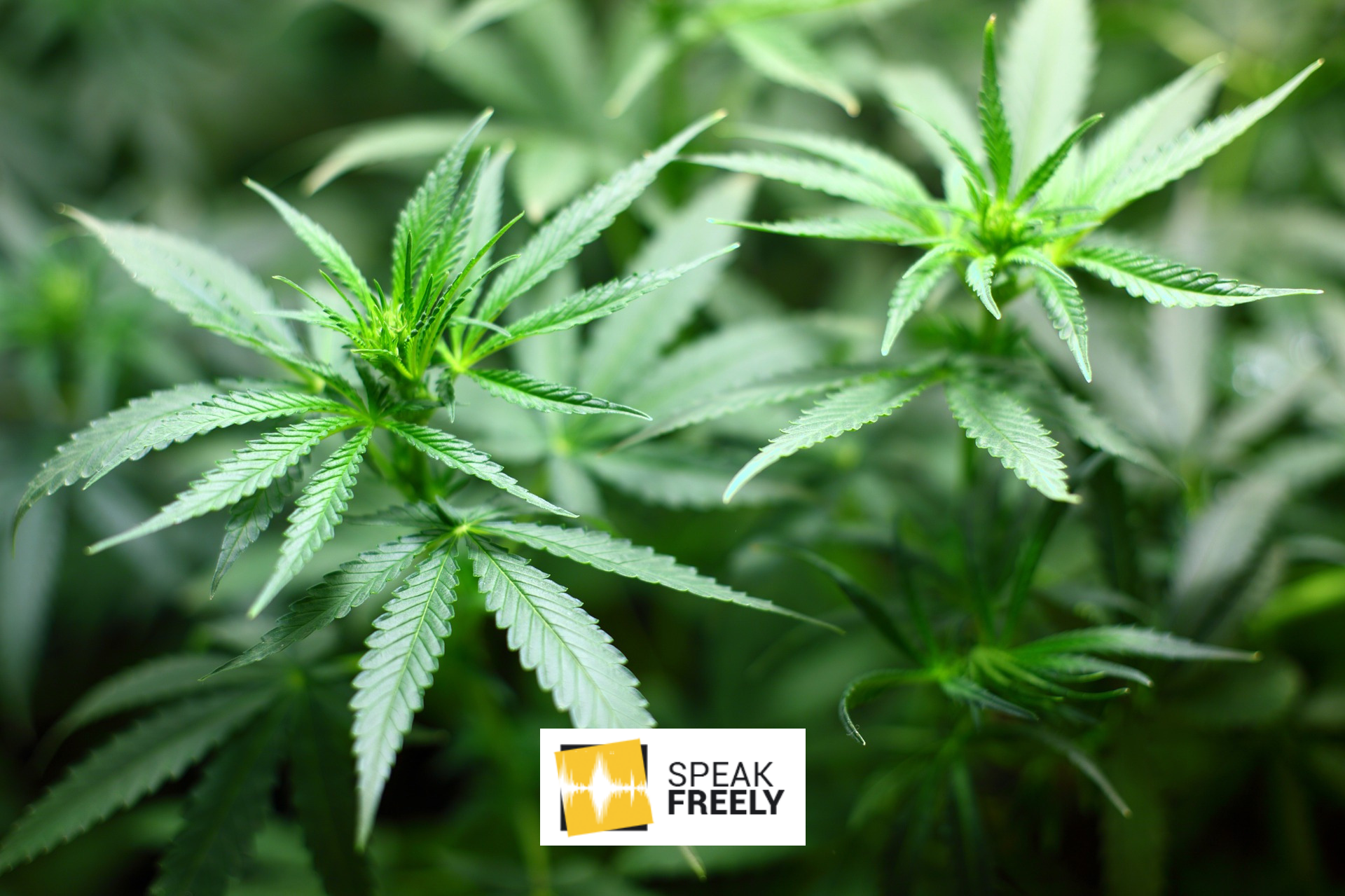 Embracing the Green Rush