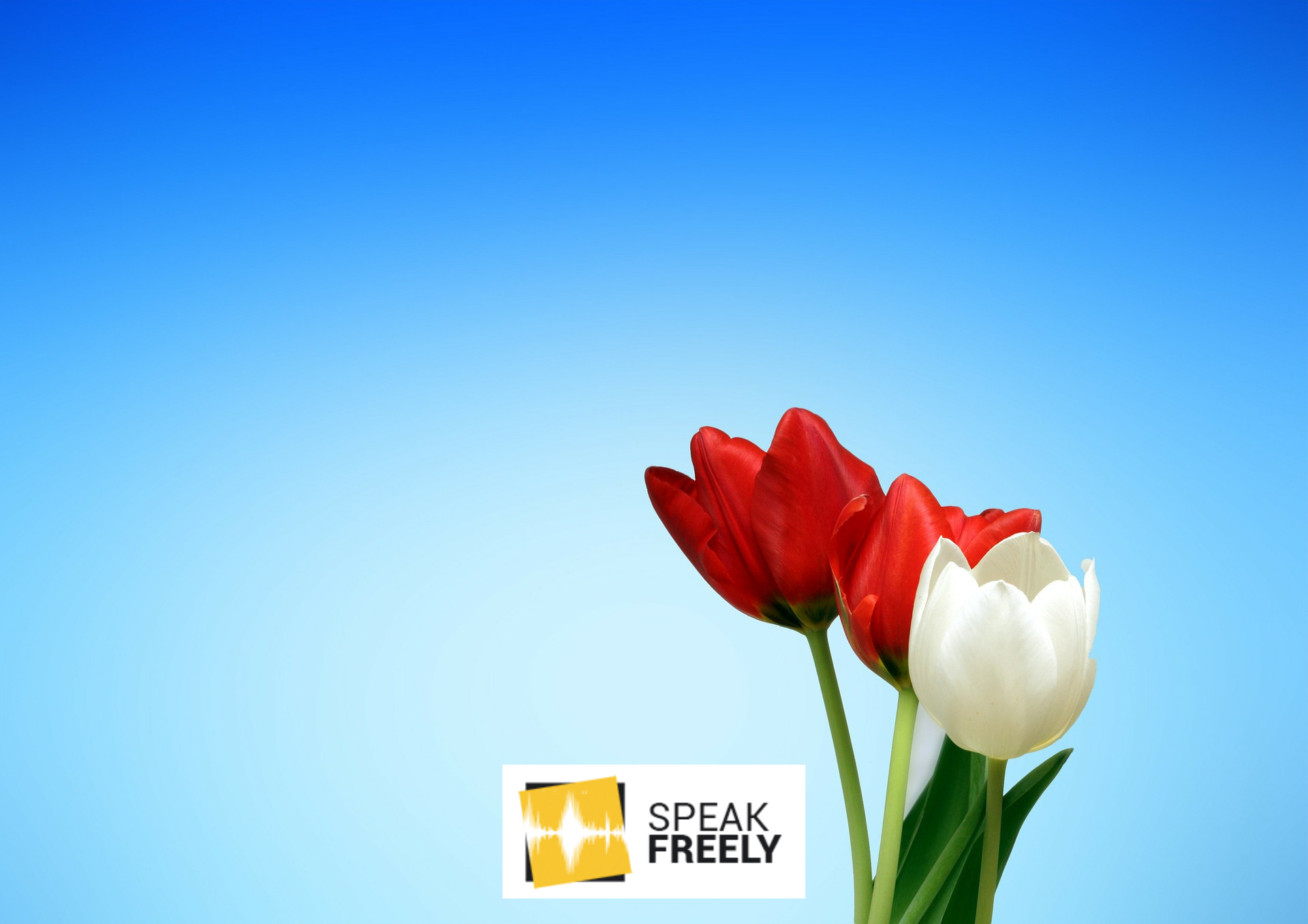 Will Brexit nourish the Land of Tulips?