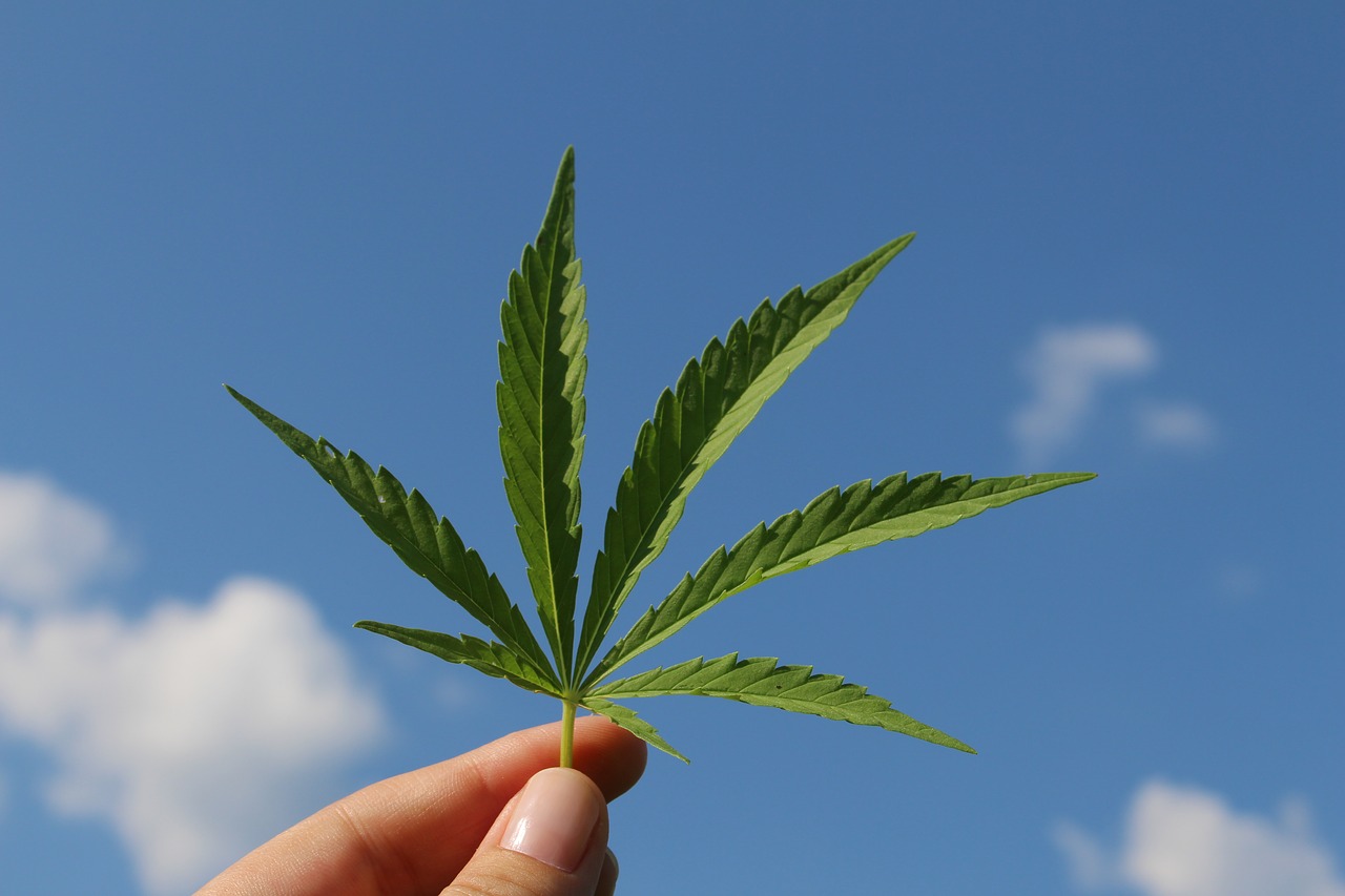 Cannabis: How N. Macedonia Leans Towards Legalization